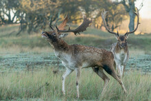 Two Male Fallow Deer (Dama Dama) In Rutting Season Walking Around In The Forest In The Dunes Near Amsterdam In The Netherlands.                               