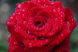 Fototapeta Fototapety do łazienki - Róża Rosa Rose