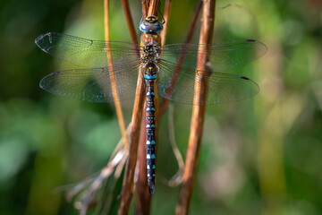 Closeup of a migrant hawker Aeshna mixta resting under leaves in a tree