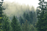 Fototapeta Sypialnia - Forest Moody Landscape