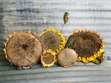 Dried Sunflowers Ready To Harvest The Sunflower Seeds. On A Metal Background.