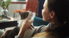 Woman Petting Cat On Sofa In Living Room. Female Owner Stroking Grey Kitten Close-up. Furry Pedigreed Pet Relaxing And Purring. Little Best Friends. Happy Domestic Animals At Home.
