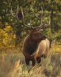 © Rafael - Bull Elk in Grand Teton National Park