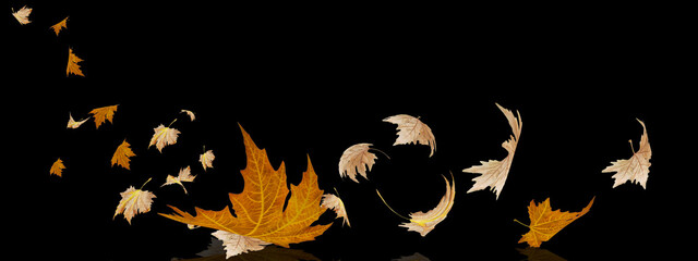 Wall Mural - leaf leaves flying by the wind in autumn season background