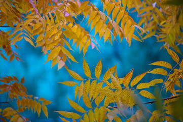 colorful yellow foliage leaves on blue background