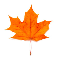 Canvas Print - Maple autumn leaf. One autumn leaf isolated on white background.