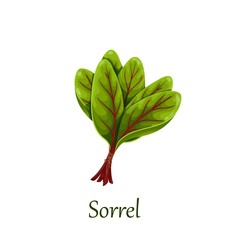 Canvas Print - Red veined sorrel leaves. Rumex vector illustration.