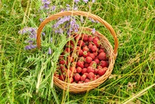Close-up Top View Of A Basket With A Harvest Of Strawberries And A Bouquet Of Wildflowers