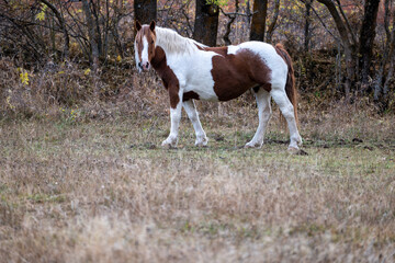 horse running in the field