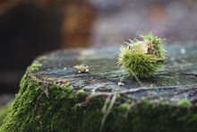 Moss And Chestnut On A Tree Stump