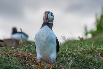 Wall Mural - Puffin in the beautiful countryside nature of Hafnarholmi in Borgarfjordur Eystri in Iceland