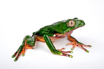 Sticker - Giant monkey frog // Riesenmakifrosch (Phyllomedusa bicolor) 