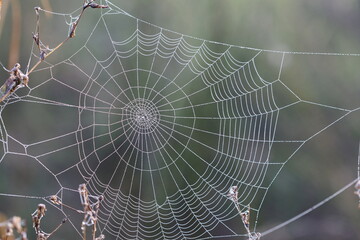 spider web with dew drops