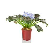 Potted Blue African Violet (Saintpaulia) House Plant With Blue Flowers Isolated On A White Background.