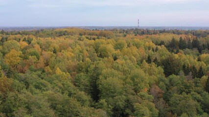 Wall Mural - Aerial view flying over yellow and green autumn fall forest
