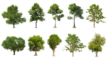 Collection of   trees  Isolated  on white background,   Exotic tropical tree for design.