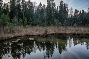 Wall Mural - Reflection on pond