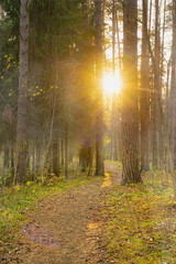 Wall Mural - path in autumn forest at dusk
