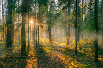 Wall Mural - path in autumn forest at dusk