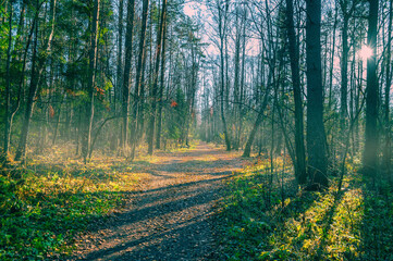 Wall Mural - path in autumn forest at dusk