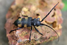 Beetle On A Stone