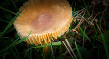 Large Flat Top Brown Mushroom Scurfy Twiglet (Tubaria Furfuracea) With Clear Gills Closeup Macro Detail 
