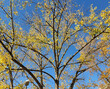Bäume im Herbst mit blauem Himmel