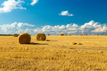 A Haystack Left In A Field After Harvesting Grain Crops. Harvesting Straw For Animal Feed. End Of The Harvest Season. Round Bales Of Hay Are Scattered Across The Farmer's Field.