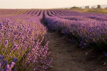Lavender Field With Flowering Purple Bushes Planted In Straight Rows In The Setting Sun
