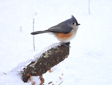 Tufted Titmouse In The Snow