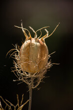 Beige Dried Seedpod Of A Nigella Damascena Flower