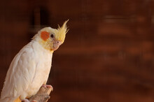 A Wavy Lutino Parrot With A Yellow Crest And Orange Spots On Its Head On A Brown Background With A Place For Text