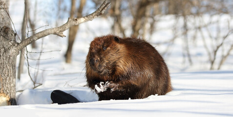 Wall Mural - beaver in snow during winter