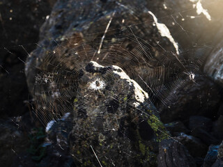 Bright spider web with a spider cross in the center on a dark natural background.