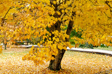 Sticker - Autumn forest background. Vibrant color tree, red orange foliage in fall park.