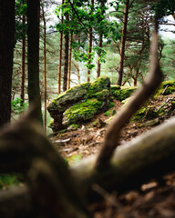 Poster - Vertical shot of stones and trees in a forest covered in moss