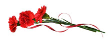 Three Red Carnation Flowers In A Bouquet With Waved Satin Ribbon Isolated