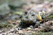 Yellow-bellied toad, Bombina variegata
