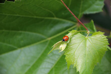 Ladybug On Green Grape Leaf