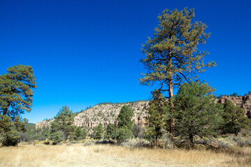 Wall Mural - Tall pines and sculpted rock cliffs on the scenic drive through New Mexico’s Mimbres River Valley