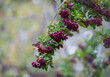 Ripe berries of liqueur or pomegranate rowan