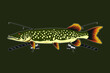 northern pike fish vector illustration