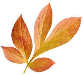 Wall Mural - autumn peony leaf isolated on white background