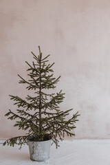 Wall Mural - Aesthetic minimalist Christmas concept. Spruce, fir tree in vintage bucket against neutral dusty pink wall