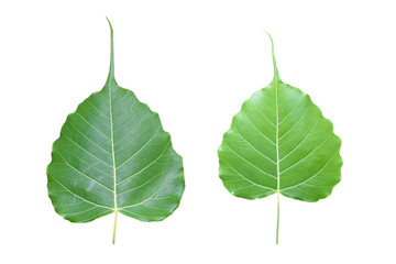 Wall Mural - isolated ficus religiosa leaf with clipping paths.