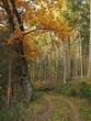 Piękny las w jesiennych barwach