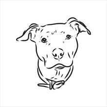 Vector Sketch Drawing Pitbull Barking Pit Bull Terrier Dog Vector