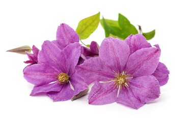 Wall Mural - Purple clematis and leaves.