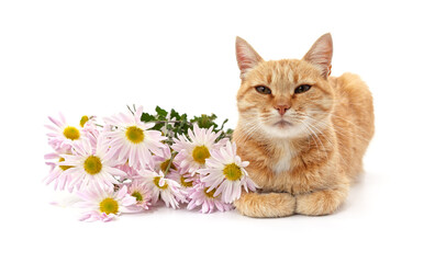 Wall Mural - Kitten with daisies.