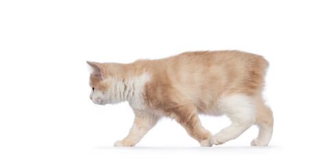 Adorable tailless Manx cat kitten, walking side ways showing arched back due prolonged hind legs. Looking towards camera with sweet droopy eyes. Isolated on a white background.